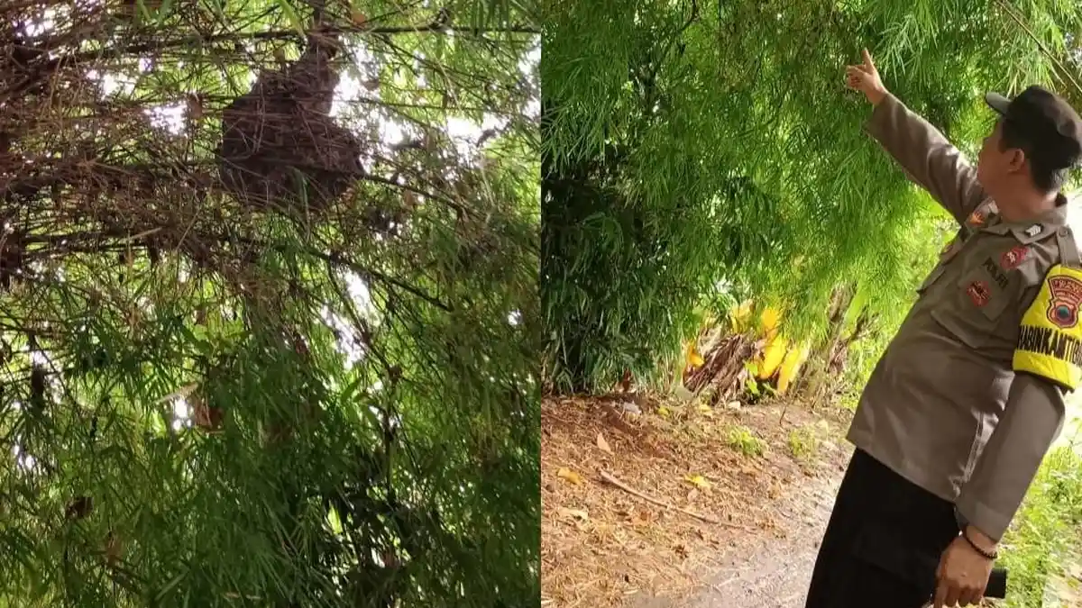 10 Siswa SD Keboromo Pati Disersang Tawon Vespa saat Berolahraga, Begini Kondisi Korban