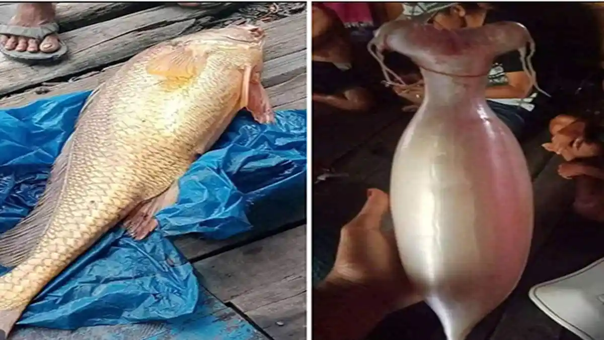 KAYA MENDADAK Nelayan di Sambas Dapat Ikan Tirus dan Dijual Seharga Rp 140 Juta