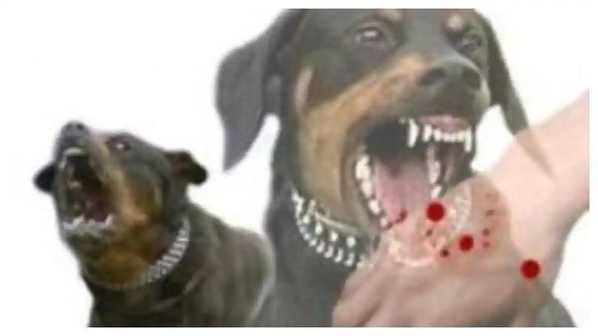 Tiga Warga di Bener Meriah Kembali Digigit Anjing Liar, Begini Kronologinya