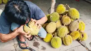 Didatangkan-Dari-Lubuklinggau-Harga-Durian-di-Lapak-Kayuagung-Capai-Rp50-Ribu-Rp100-Ribu-per-Buah.jpg