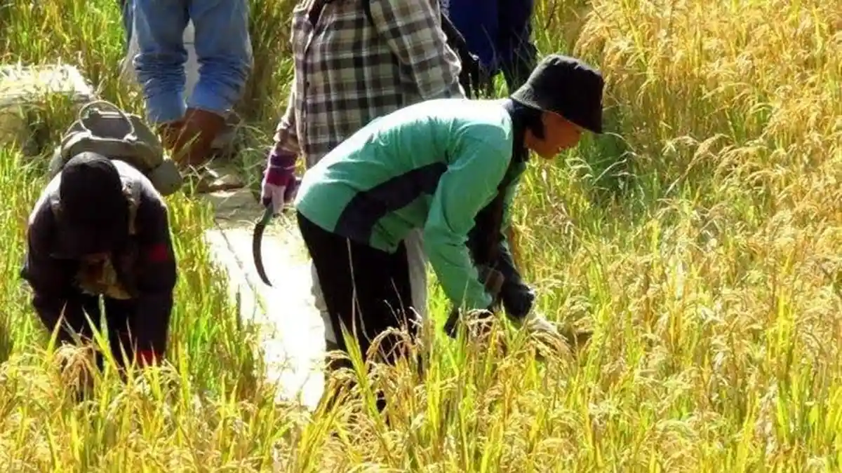 Tahun 2025, Dinas Pertanian Malinau Targetkan Produksi 600 Ton Gabah dari Lahan Satgas