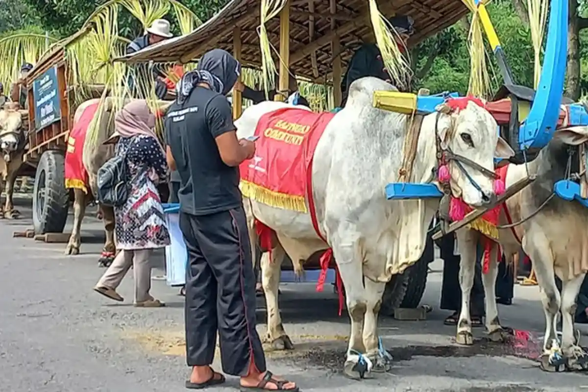 Uniknya Parade Cikar Dalam Rangka Memperingati Hari Jadi Kediri ke-1218