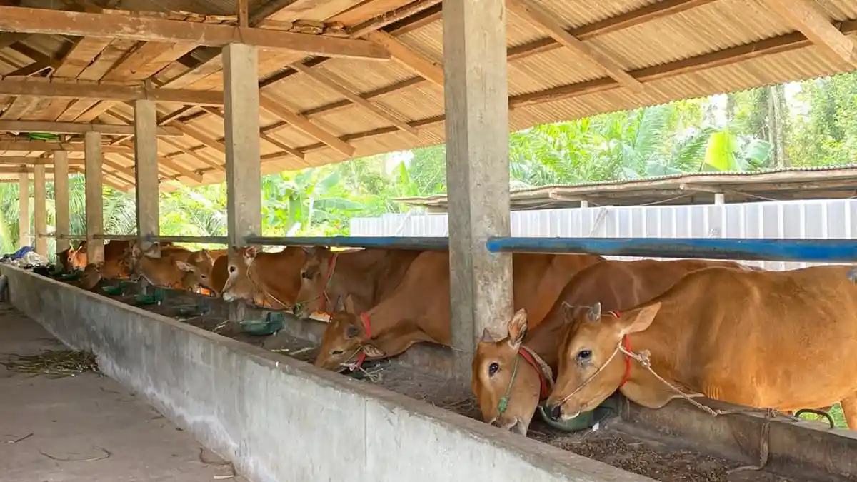 21 Ekor Sapi di Bangka Belitung Masih Terkonfirmasi PMK, Stok Sapi ...