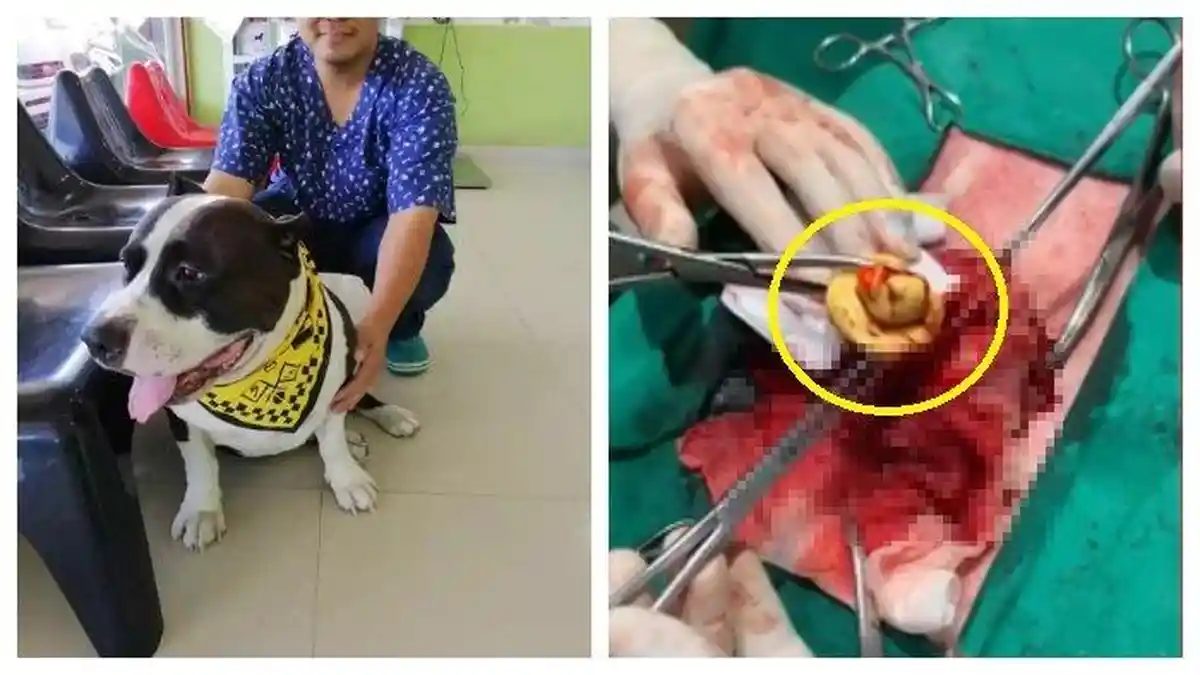 Anjing Muntah Pagi-pagi, Saat Dibedah Dokter Kaget Lihat Benda Dalam Perutnya