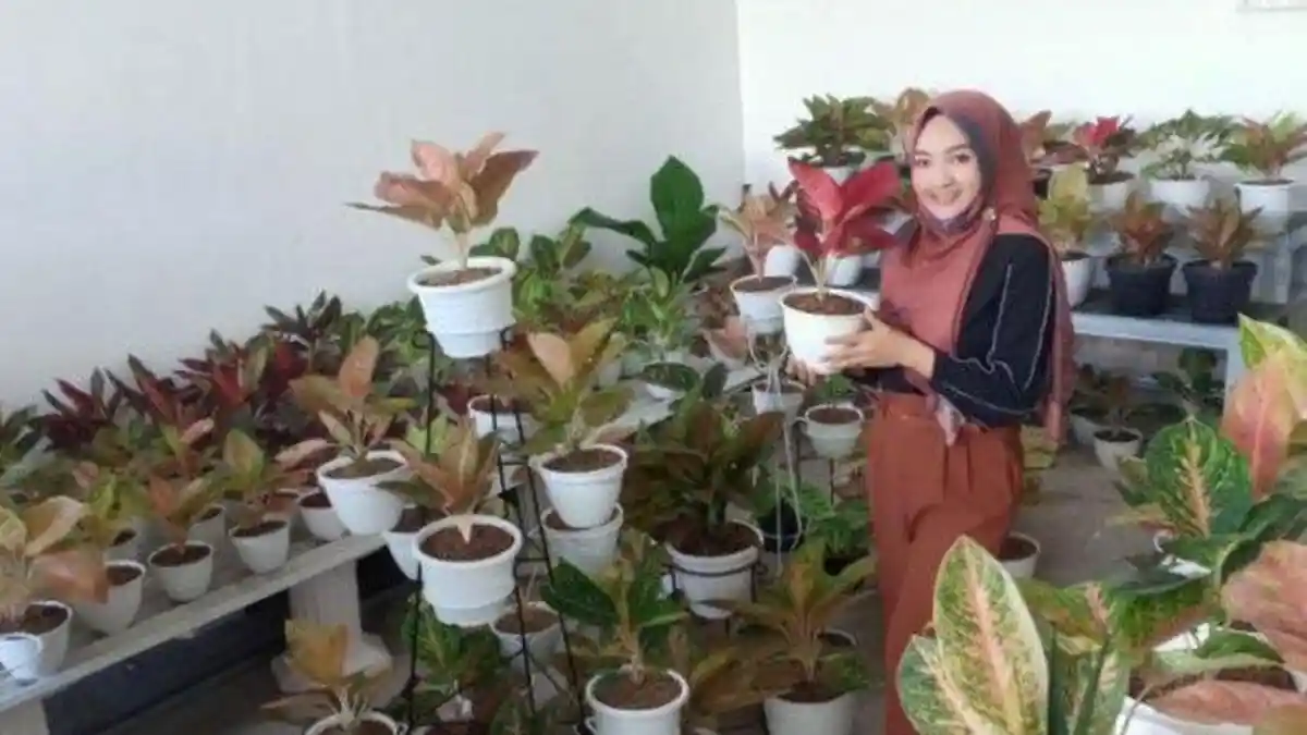 Pakai Irisan Bawang Merah, Berikut 5 Cara Mudah Merawat Tanaman Aglonema Agar tidak Mudah Mati