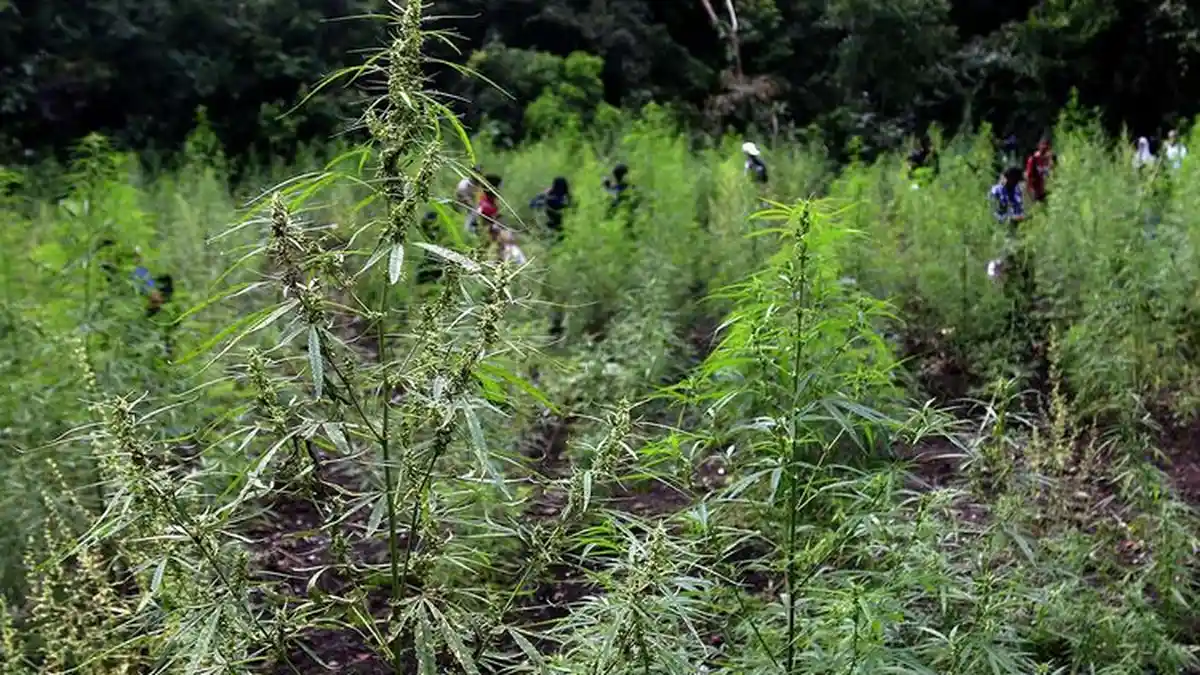 Kepmentan 104/2020 yang Legalkan Ganja Jadi Tanaman Obat Dicabut Sementara, Ini Sebabnya