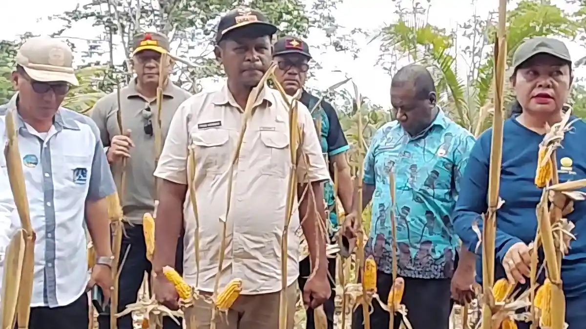 20 Persen DD Biak Utara Dikelola Langsung Oleh Kelompok Tani