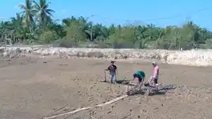 Kondisi-salah-satu-tambak-di-Aceh-Tamiang-mengering-akibat-kerusakan.jpg
