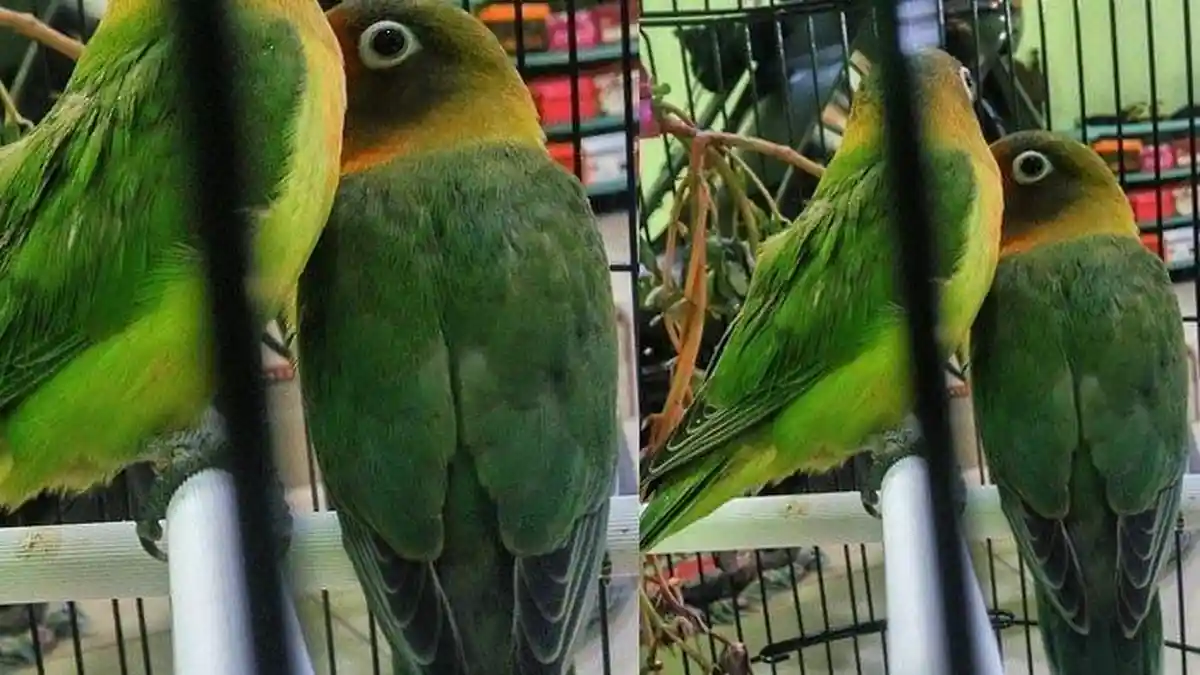 Burung Lovebird Kusumo yang Ditawar Rp 2 Miliar Telah Tiada, Sang Pemilik Begini