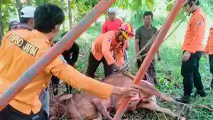PROSES-EVAKUASI-Proses-evakuasi-seekor-sapi-milik-warga-di-Desa-Gulbung.jpg