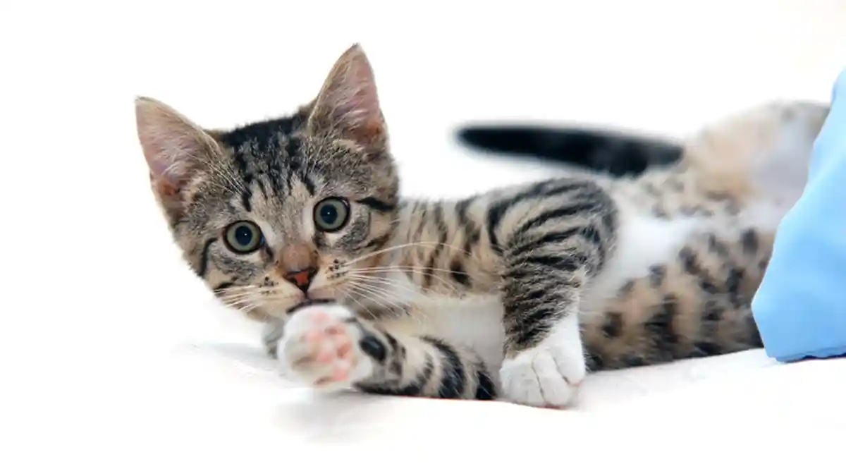 Ini Dua Minimarket yang Menjual Makanan Kucing di Kota Mempawah