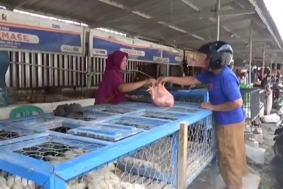 Jelang Nataru Harga Ayam Potong di Pasar Sentral Majene Mulai Naik