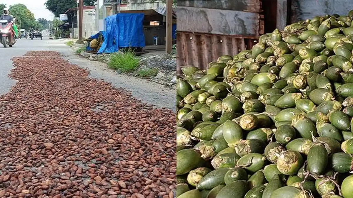 Harga Kakao dan Pinang di Aceh Tenggara Stabil Hari Ini 28 Oktober 2025