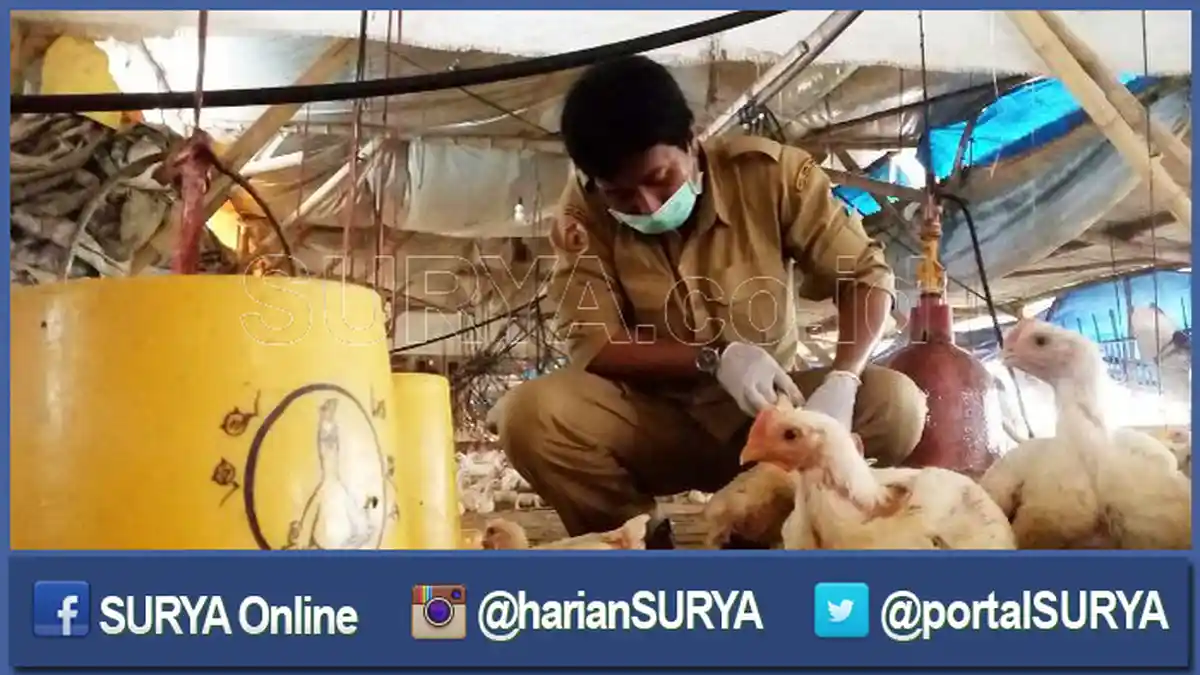 Antisipasi Flu Burung, Dinas Peternakan Periksa Ayam di Sentra Ini, Hasilnya Negatif