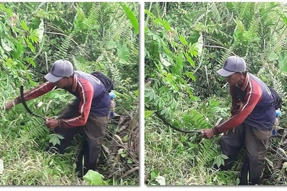 Ular Phyton Serang Ahmad,  Hal Inilah yang Terjadi Kemudian
