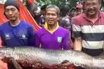 ikan-arapaima-gigas_20180626_101720.jpg