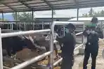 Badan Karantina Indonesia Pastikan Sapi Kurban Sulteng Dipasok ke Luar Daerah Bebas PMK