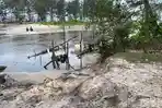 Pantai Lalang Rusak Akibat TI, Kades Sebut Mangrove dan Pohon Cemara Mulai Tumbang