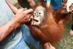 orangutan-kembali-diselamatkan-di-pontianak_20160121_215933.jpg