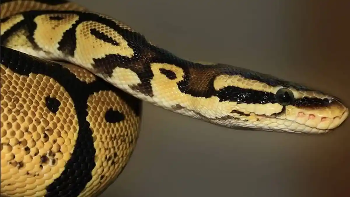 4 Arti Mimpi Dikejar Ular Menurut Primbon Jawa, Waspada Orang Jahat hingga Pertanda Menemukan Jodoh