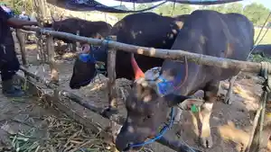 Sapi-sehat-di-Tarakan-27042026.jpg