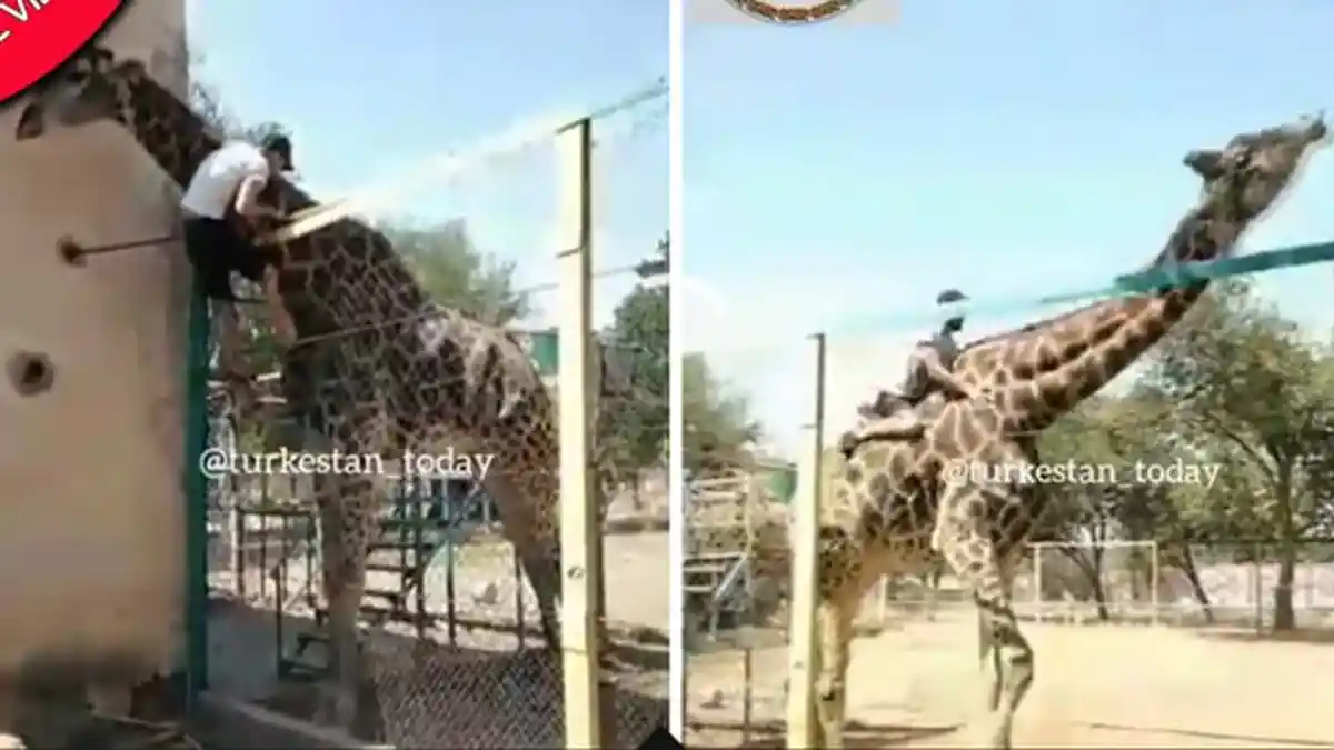 Viral Demi Tunggangi Jerapah Nekat Panjat Pagar Kebun Binatang, Pria Ini Malah 'Dilempar' Si Hewan