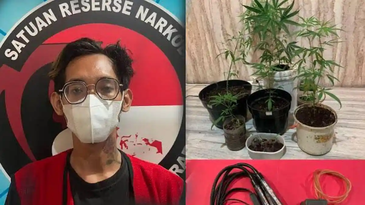 Tanam Ganja di Rumah, Pria di Krembangan Surabaya Dibekuk Polisi