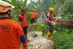 Hujan dan Angin Kencang Melanda Jember, Sejumlah Pohon Tumbang dan Rumah Rusak hingga Buat Macet