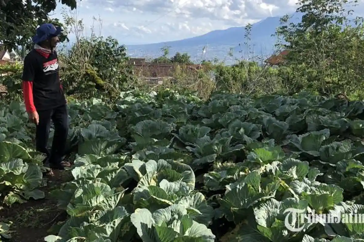 Ingin Pertahankan Luasan Lahan Sawah Dilindungi di Kota Batu, Nurochman akan Usulkan Insentif Petani