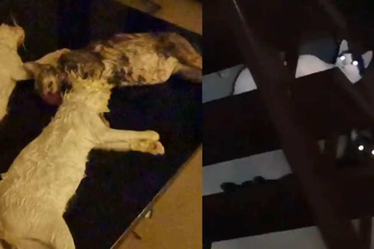 Viral Pria Ini Menangis Melihat Hewan Peliharaannya Terjebak Banjir, Lima Kucingnya Mati