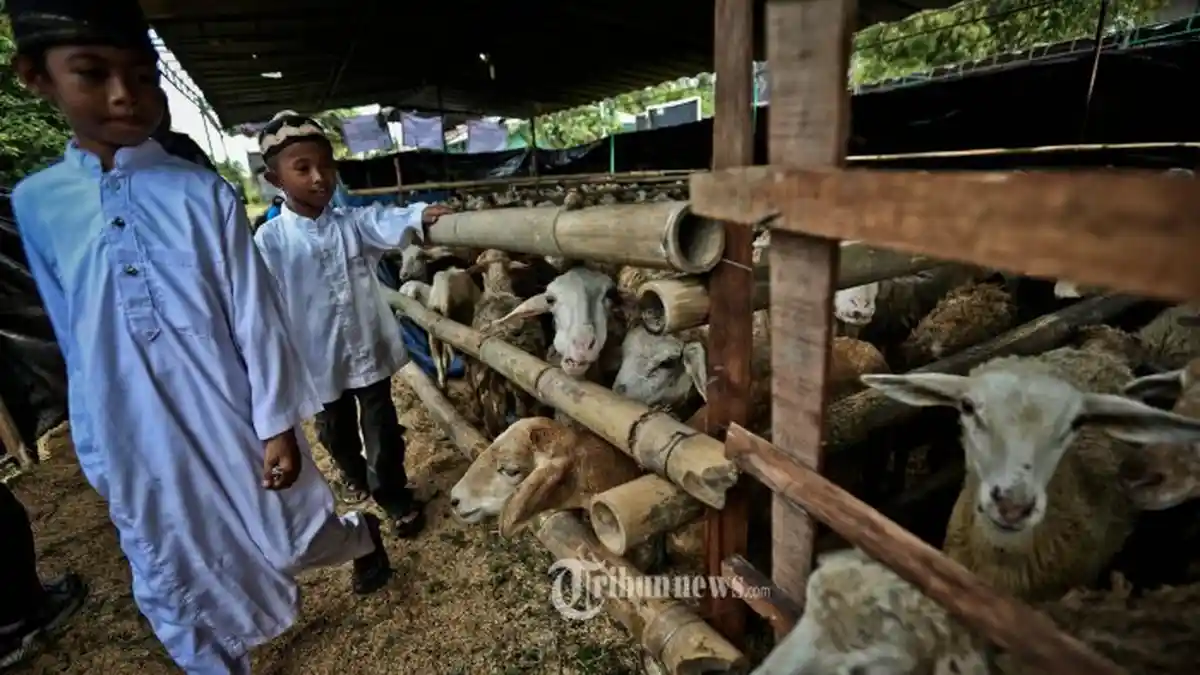 Ini Cara Memilih Kambing yang Bagus untuk Hewan Kurban Idul Adha 2020: Bulu Bersih, Testis Simetris