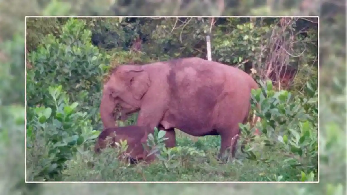 Ini yang Terjadi Saat Gajah Mengamuk, Seorang Warga di Jambi Diserang, Begini Kondisinya