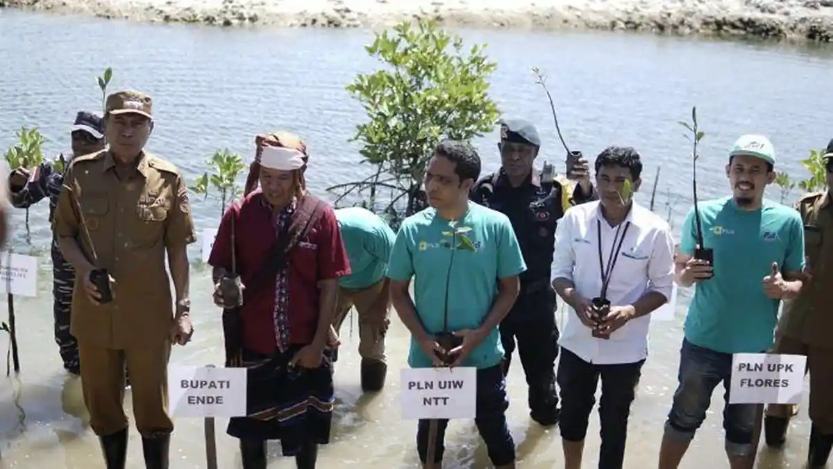Peringati Hari Mangrove Sedunia, Pemda Ende bersama PLTU Ropa dan Warga ...