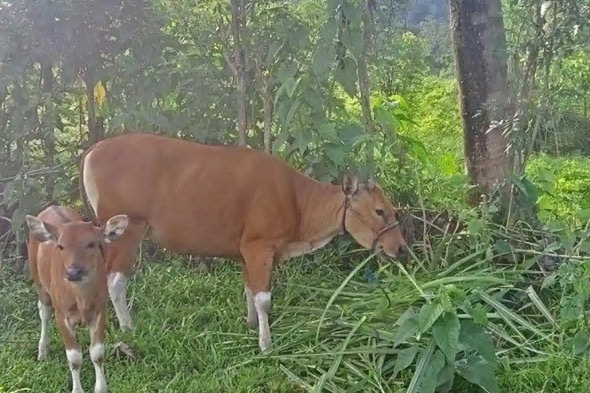 Petugas Dinas Peternakan Ungkap Penyebab 5 Ekor Sapi Mati di Kaloling Sinjai