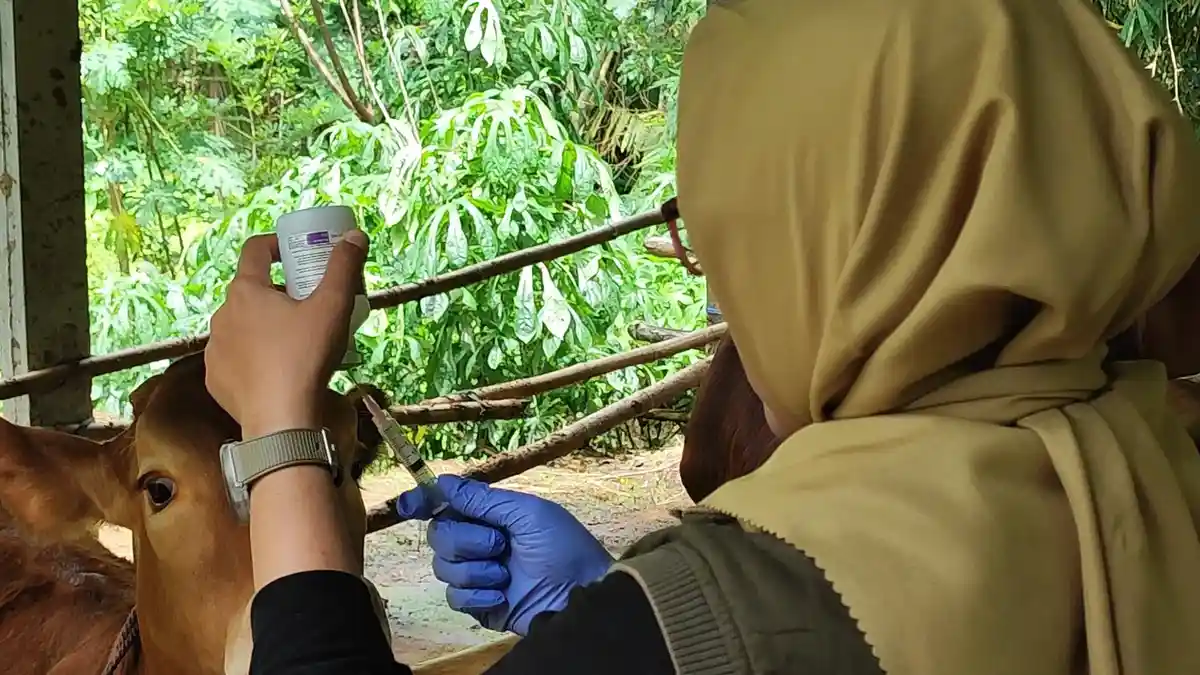 PMK Mulai Serang Sapi di Trenggalek, Vaksinasi Kembali Digencarkan