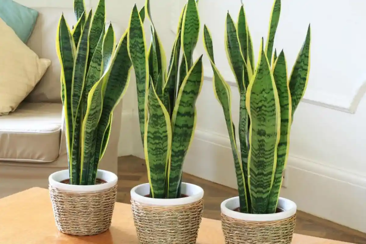 Silahkan Coba, Ini Manfaat Yang Bakal Didapat Jika Kamu Menanam Lidah Mertua di Rumahmu