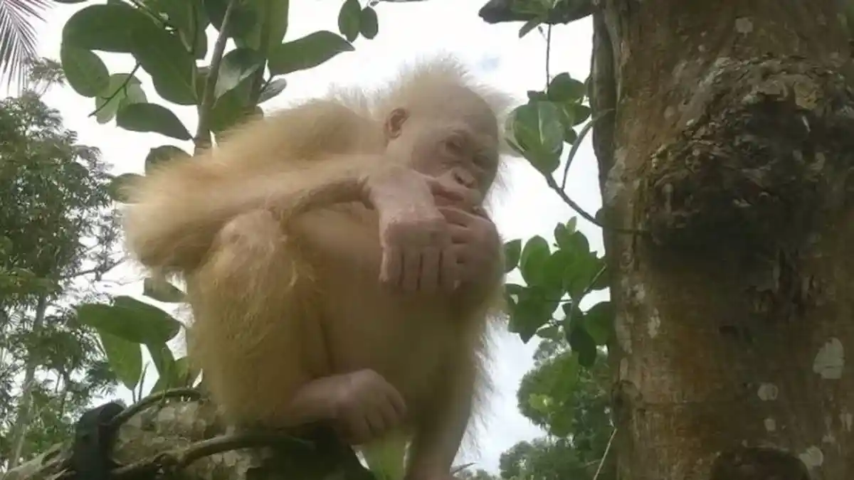 Orangutan 'Bule' Dilatih Panjat Pohon