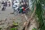 20260520_pohon-tumbang.jpg