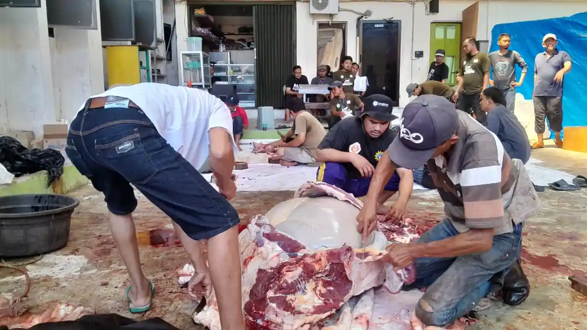 Pasca Hari Raya Idul Adha, Nihil Temuan Penyakit Antraks dan PKM pada Hewan Kurban di Tarakan