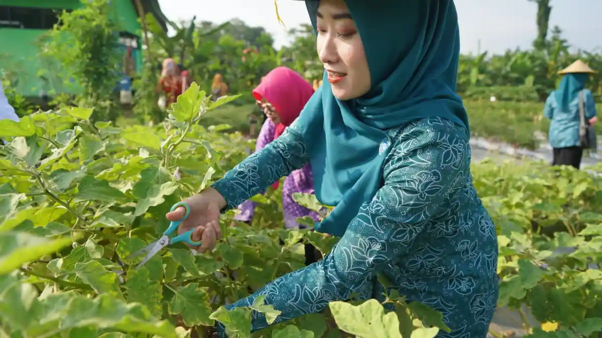 Inggit Soraya Panen di Kebun Pinggir Kali Setu Pekalongan, Wujud Optimalisasi Lahan Pekarangan