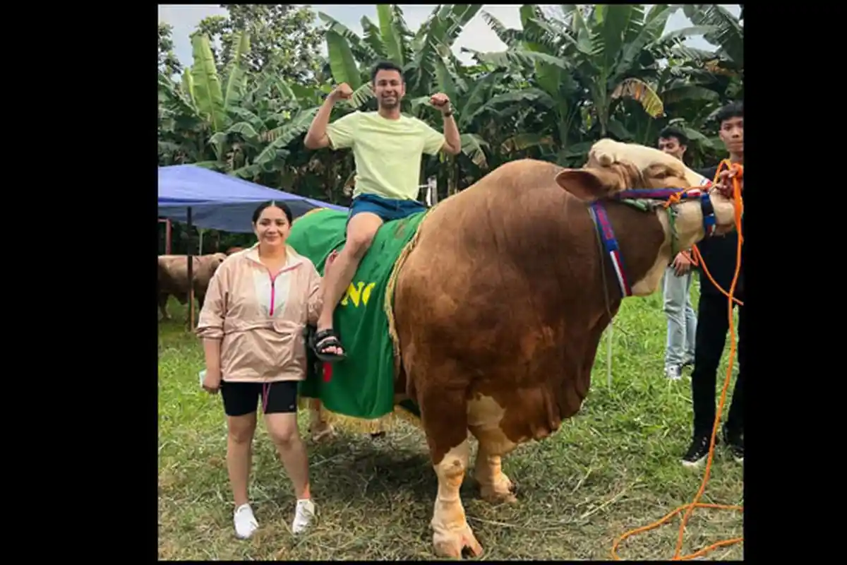 Potret Hewan Kurban Artis dengan Bobot Fantastis.  Harga Sapi Baim Wong Ditaksir Seharga Rp 100Jt