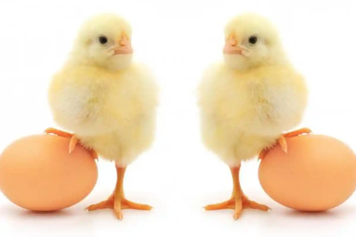 KUNCI JAWABAN Latihan UAS dan PAS Matematika 2 SD, Berapa Jumlah Ayam yang Diternak Pak Bahrudin?