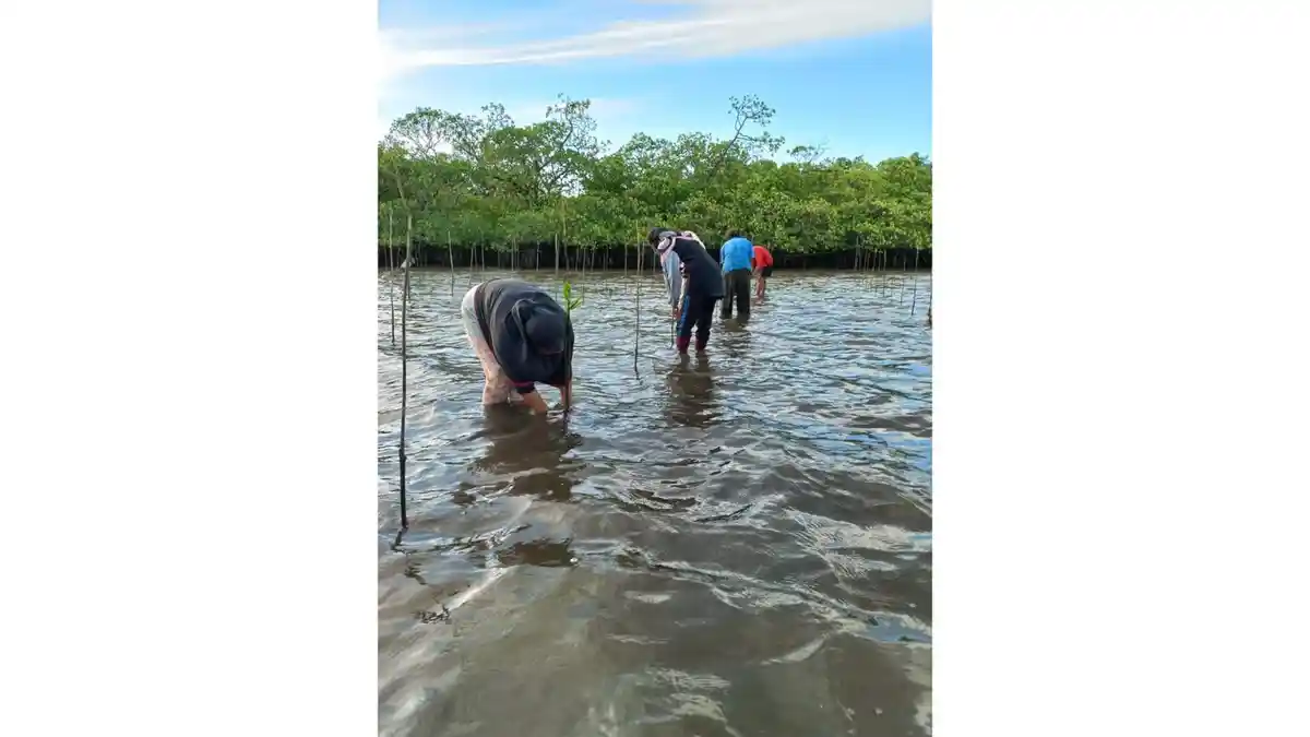Tanam Mangrove, Investasi Masa Depan di Pulau Natuna