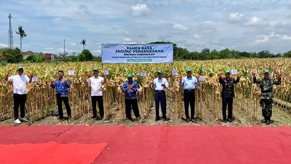 PT RAJA Penen Raya Jagung Panangkaran di Bantul