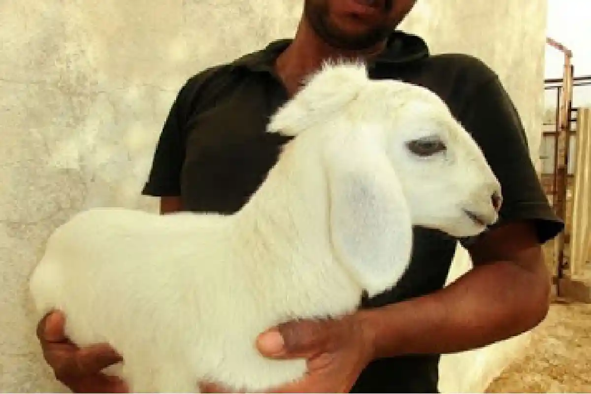 PARAH Pepaya, Kambing dan Burung Juga Positif Corona atau Covid-19, Presiden Curiga Sengaja Disebar