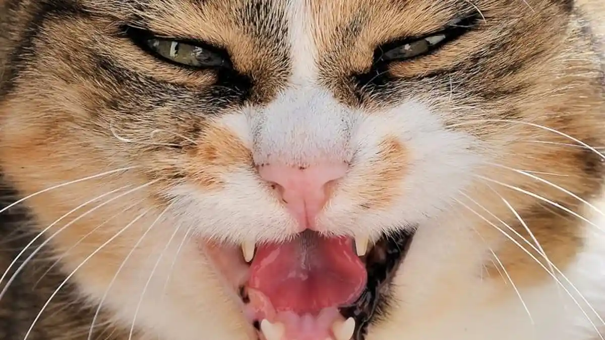 Jangan Lakukan 7 Hal Ini ke Kucing, Secara Diam-diam Buat Kucing Membenci Anda