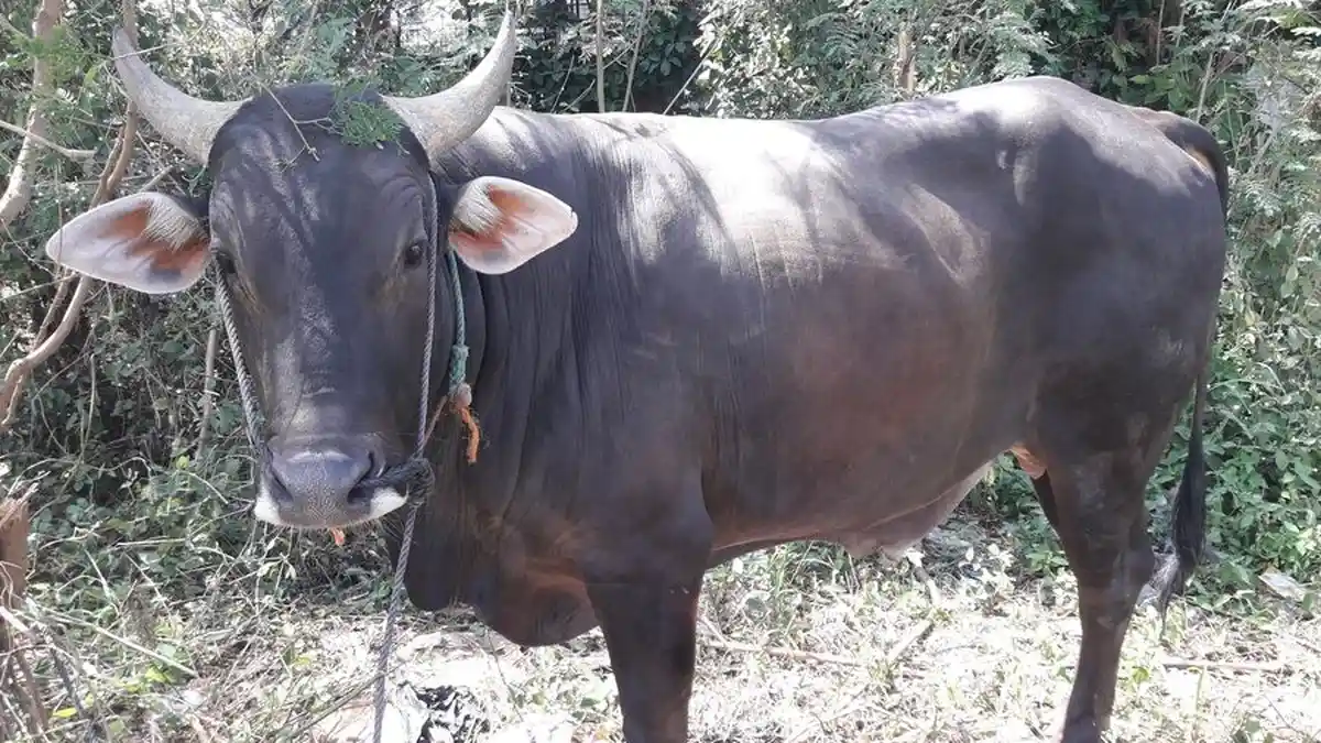 Menjelang Iduladha 2017, Sapi Asli Sumbawa Mulai Dipasarkan di Bandung ...