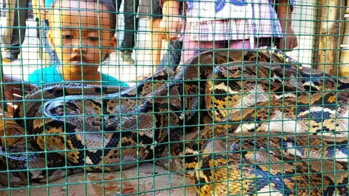 Kumpulan Kisah Ular Peliharaan Jadi Ganas Siap Mangsa Tuannya hingga Ular Panji Mengamuk & Menangis
