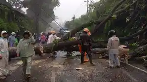 20260411-pohon-ambruk.jpg