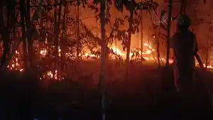 Kebakaran-Hutan-di-Bintan-55432.jpg